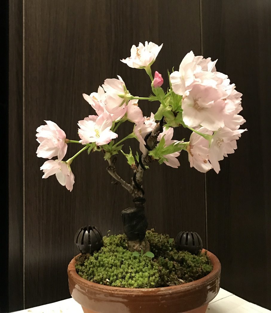 桜の小品盆栽 趣味盆栽のブログ