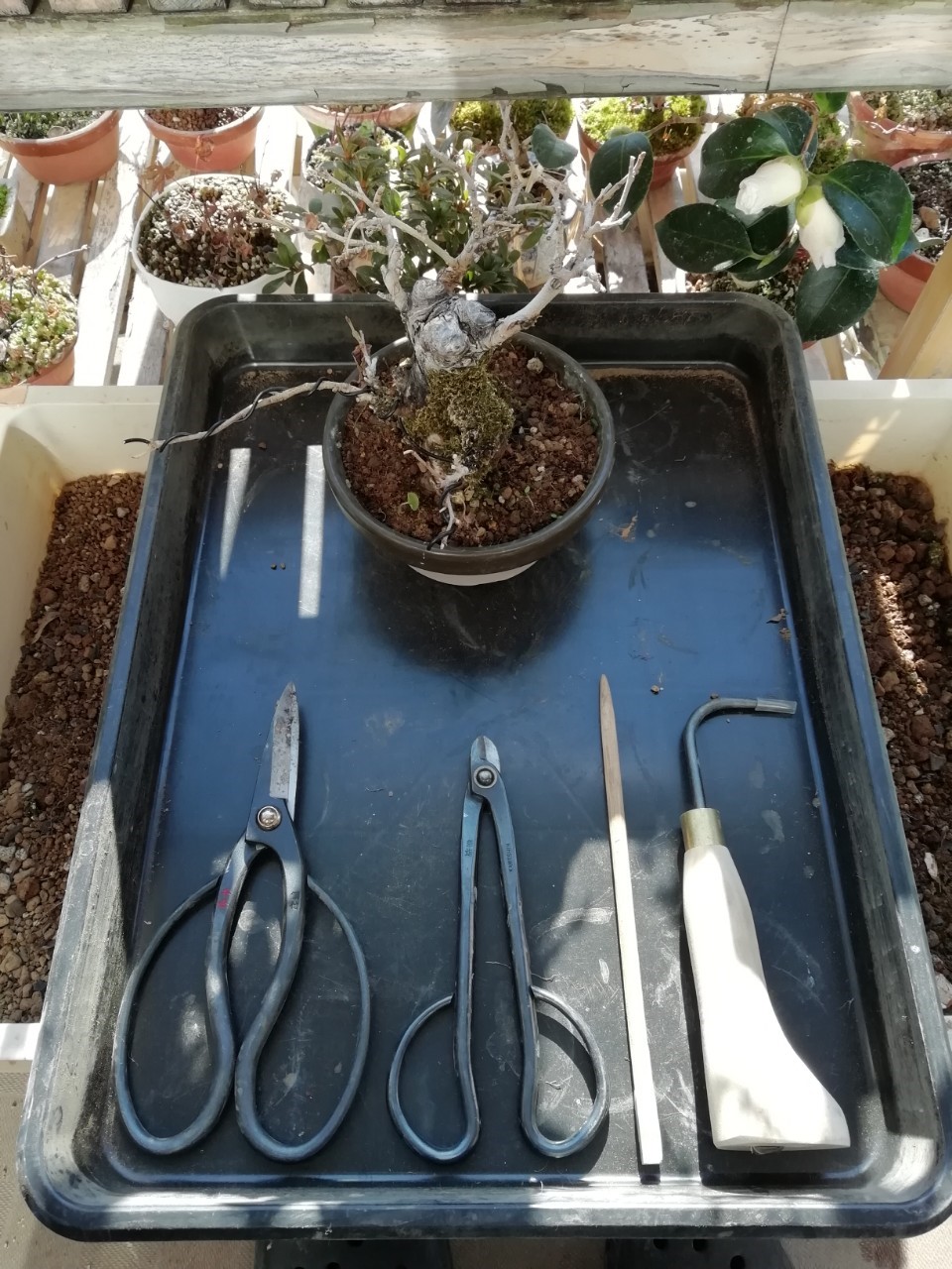 盆栽の植え替え 趣味盆栽のブログ