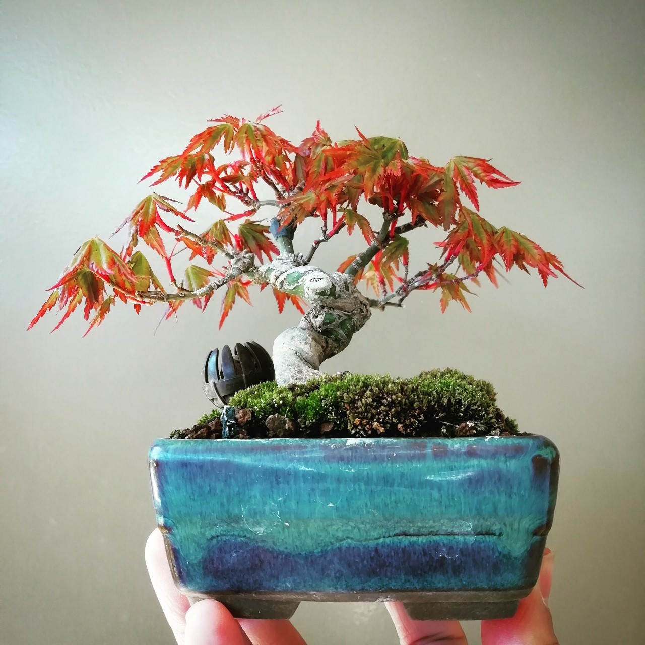 もみじ（紅葉）の小品盆栽 | 趣味盆栽のブログ