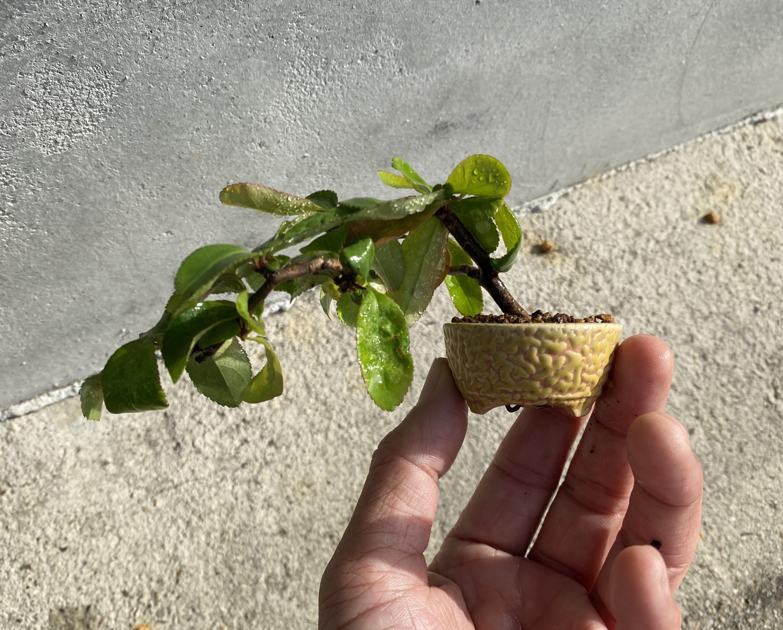 ボケの挿し木からミニ盆栽をつくってみたゾ 趣味盆栽のブログ