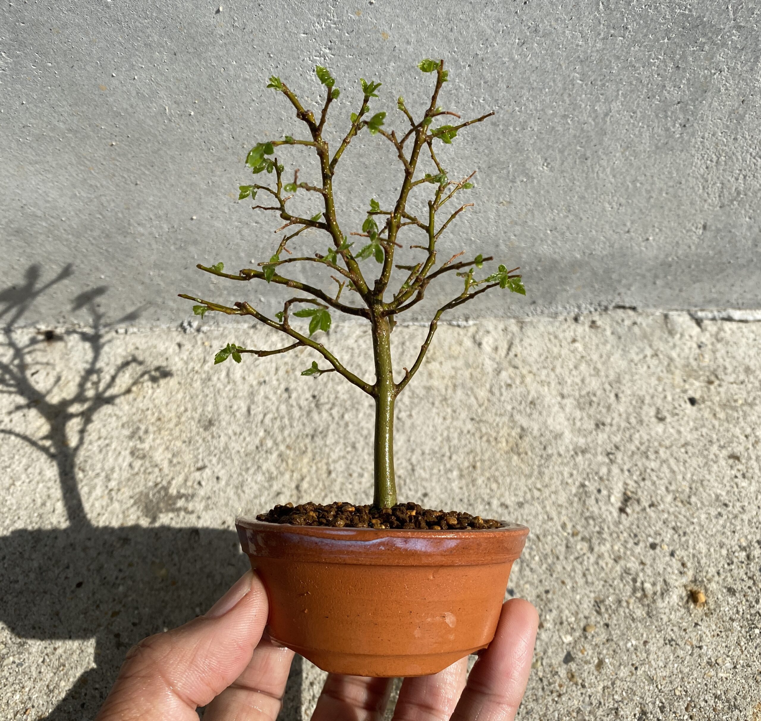 榎 エノキ の植え替え 趣味盆栽のブログ