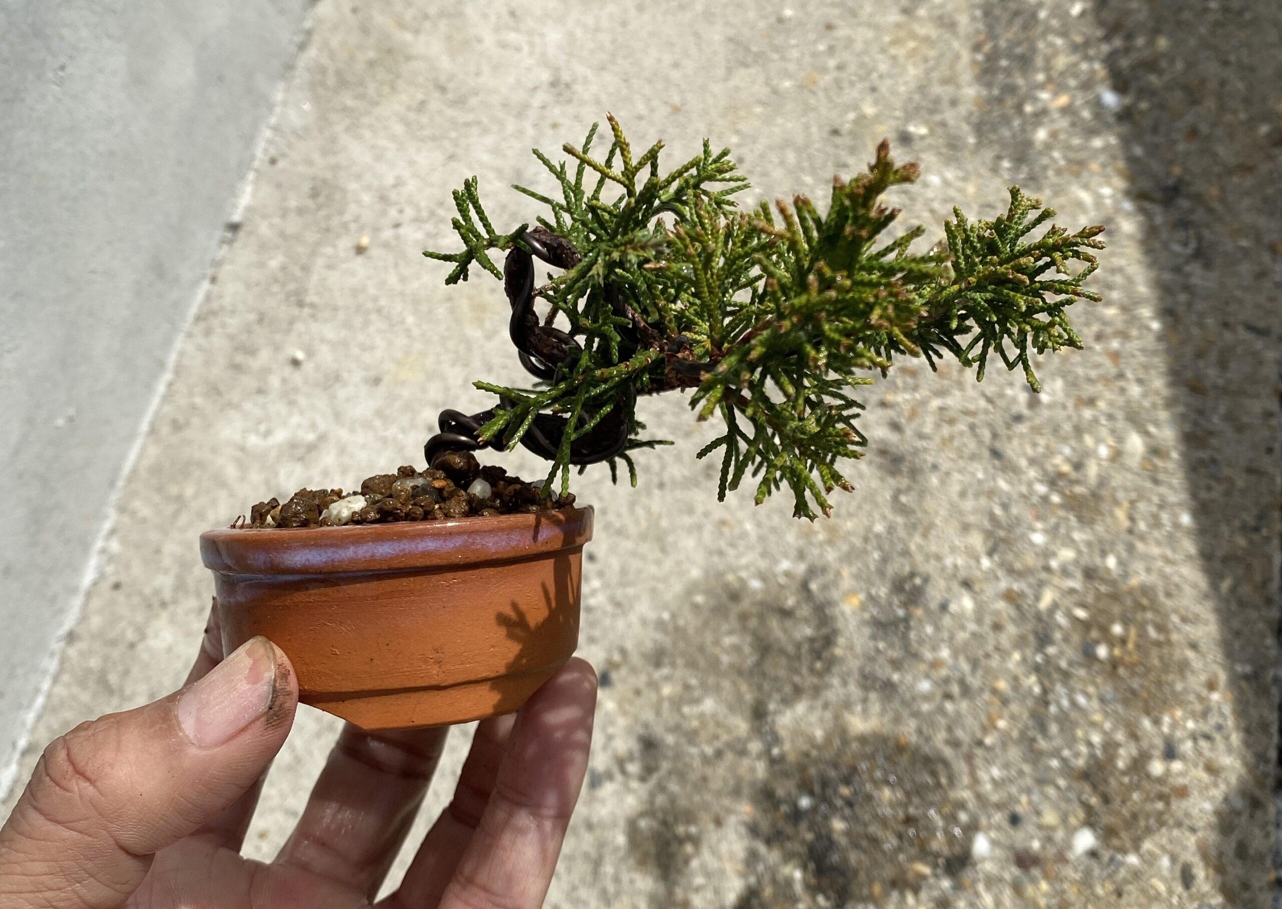 真柏の挿し木を鉢上げしたyo 短編 趣味盆栽のブログ