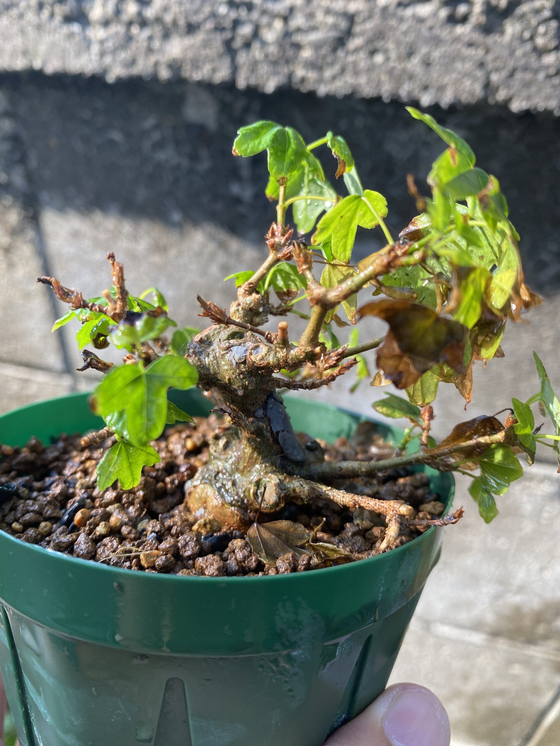 楓の取り木、途中経過（8月） | 趣味盆栽のブログ