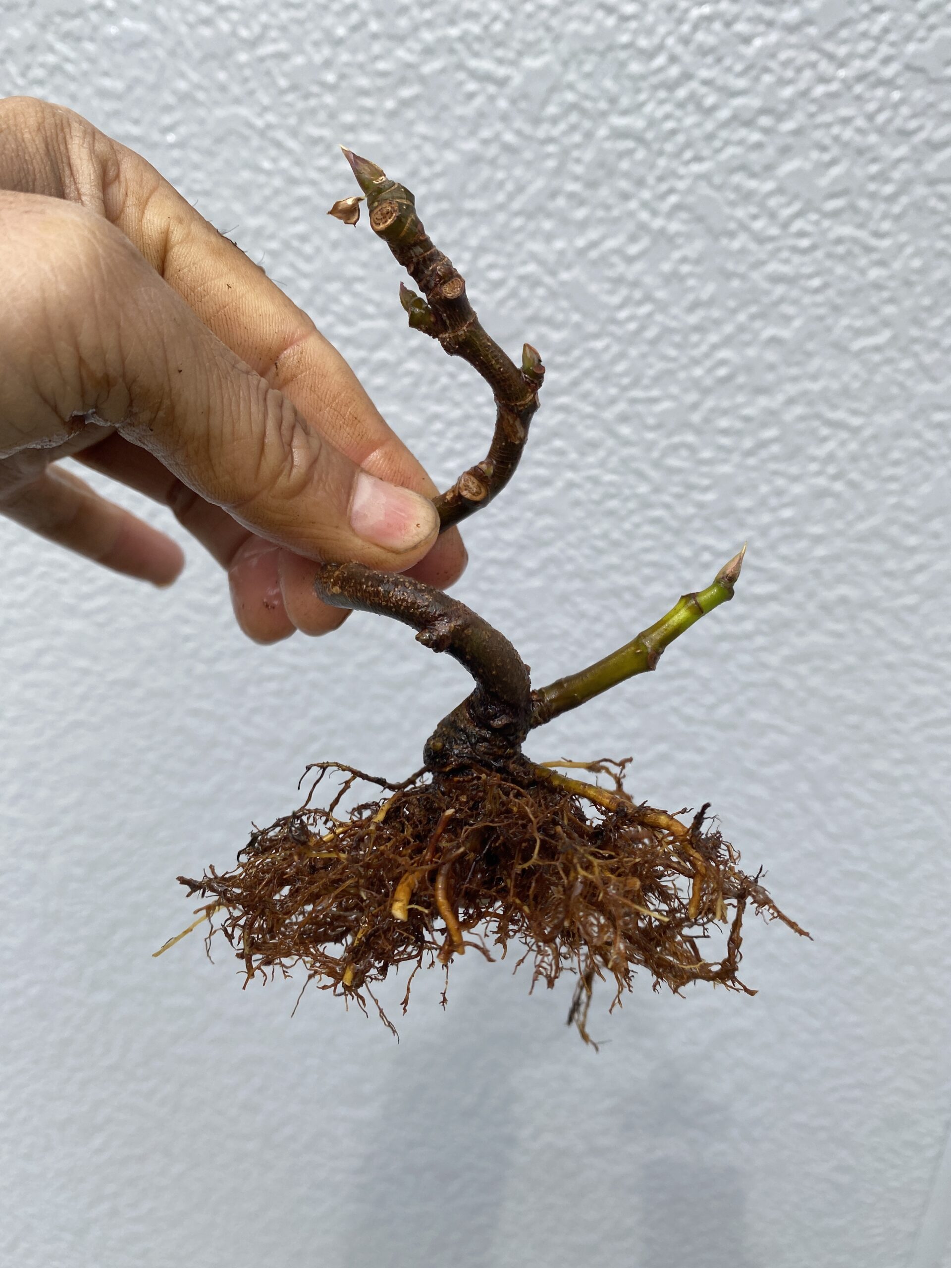 そうだったのか 盆栽の植え替え 盆栽日記 趣味盆栽のブログ