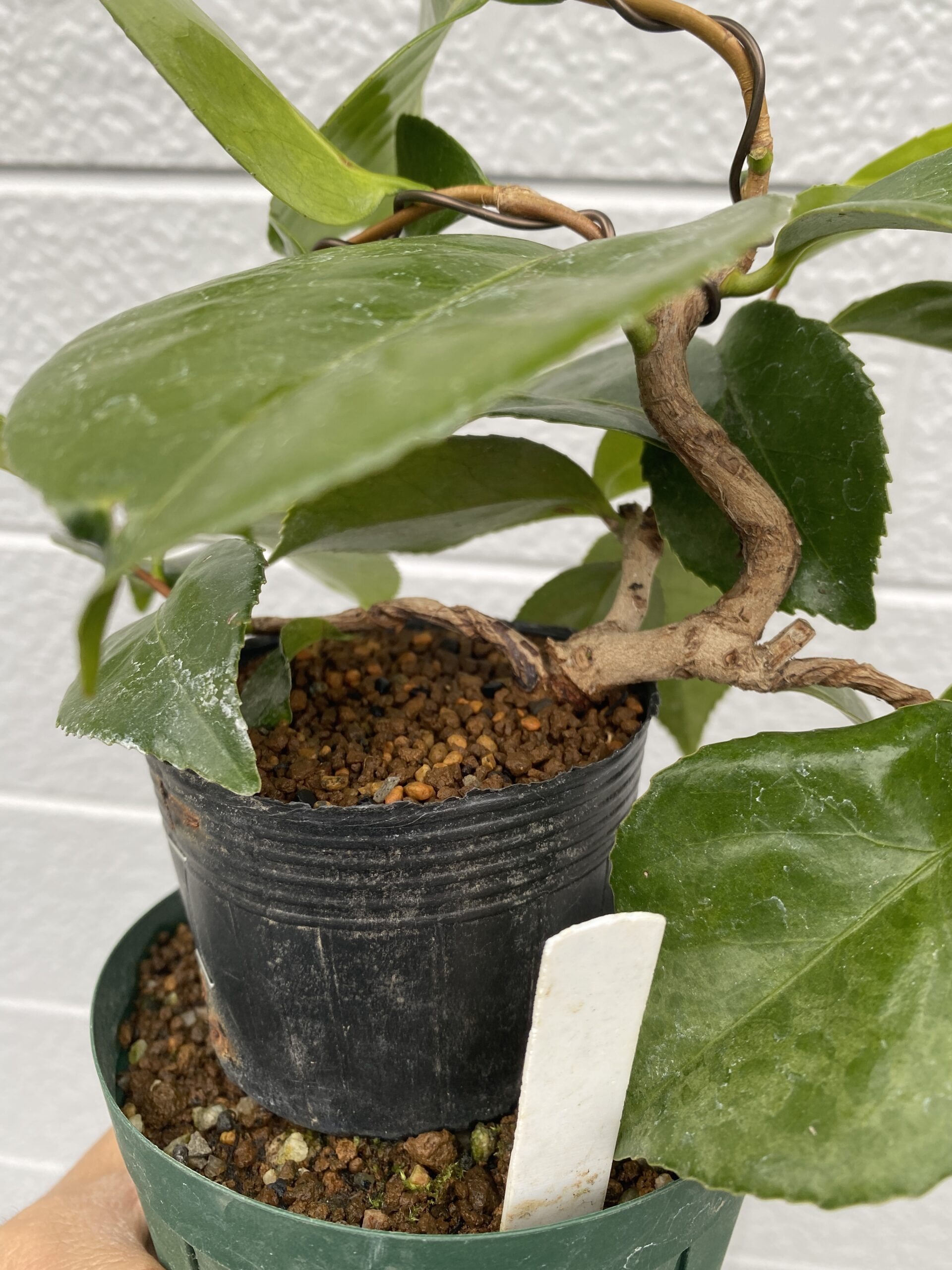 椿の取り木に挑戦 ~初めての針金結束~ | 趣味盆栽のブログ