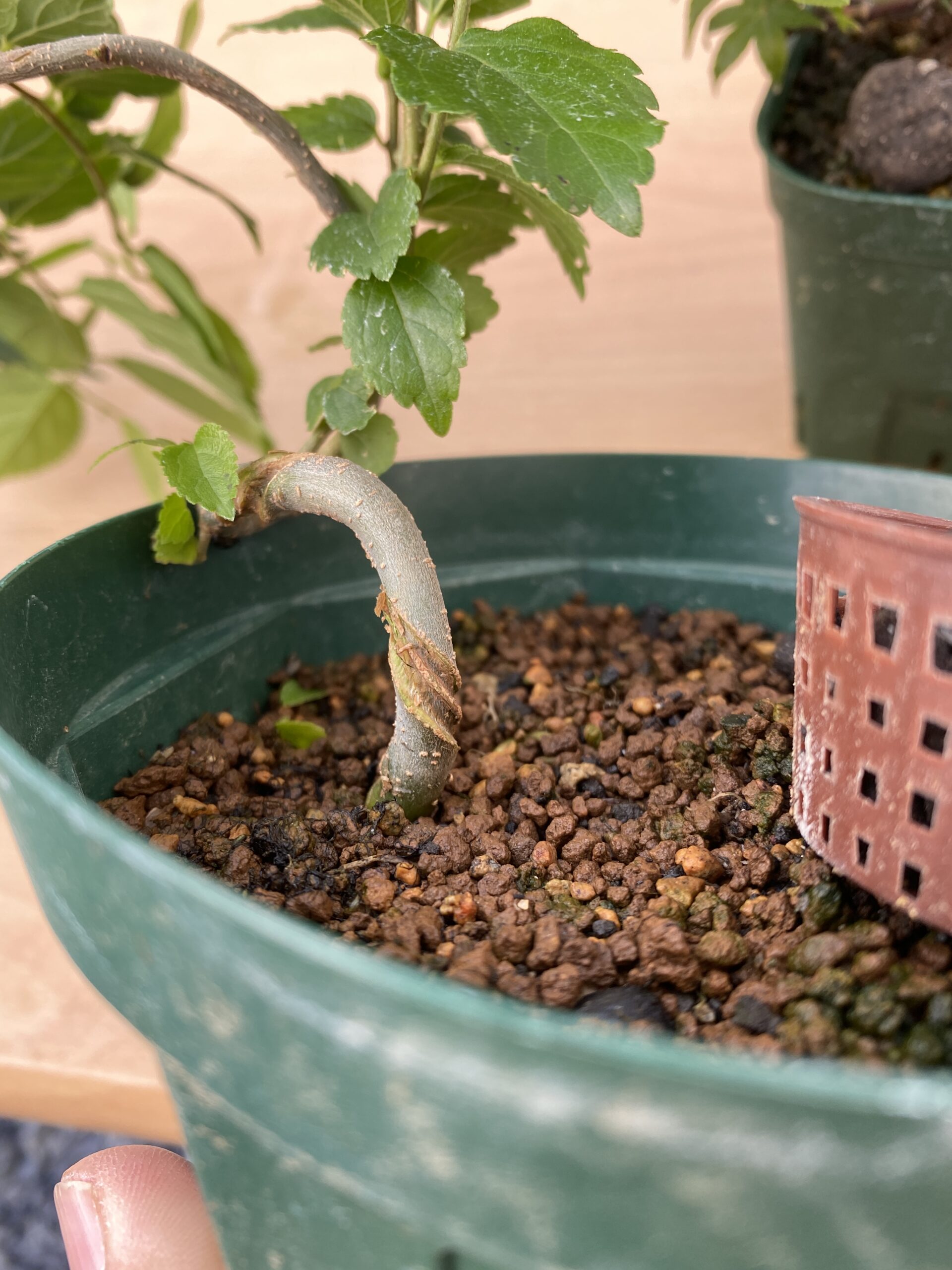 流れる幹の針葉樹盆栽 Making a bonsai by wiring a creeping pine tree [With