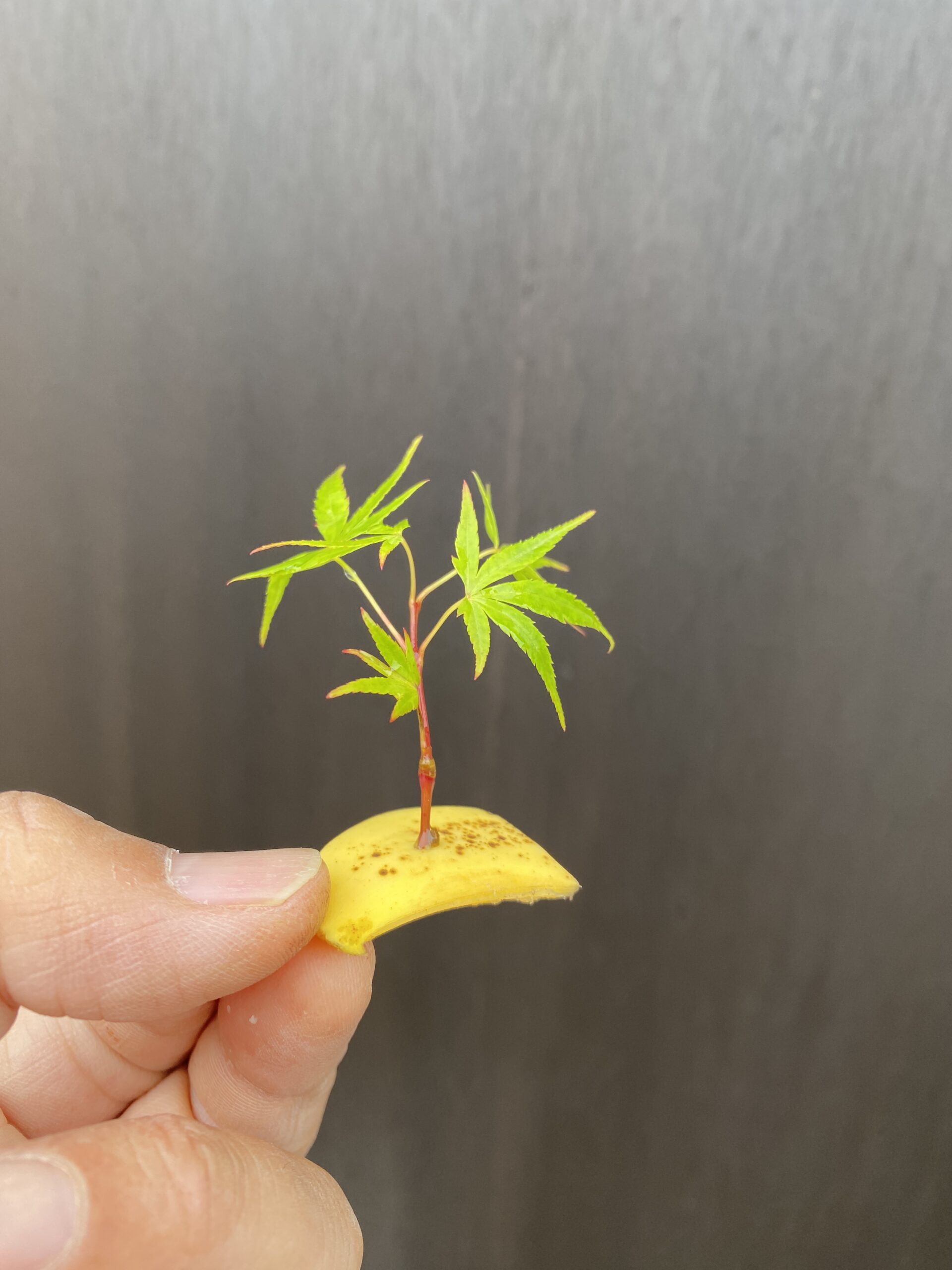 挿し木にバナナの皮を使ってみた 趣味盆栽のブログ 挿し木にバナナの皮を使ってみた 趣味盆栽のブログ