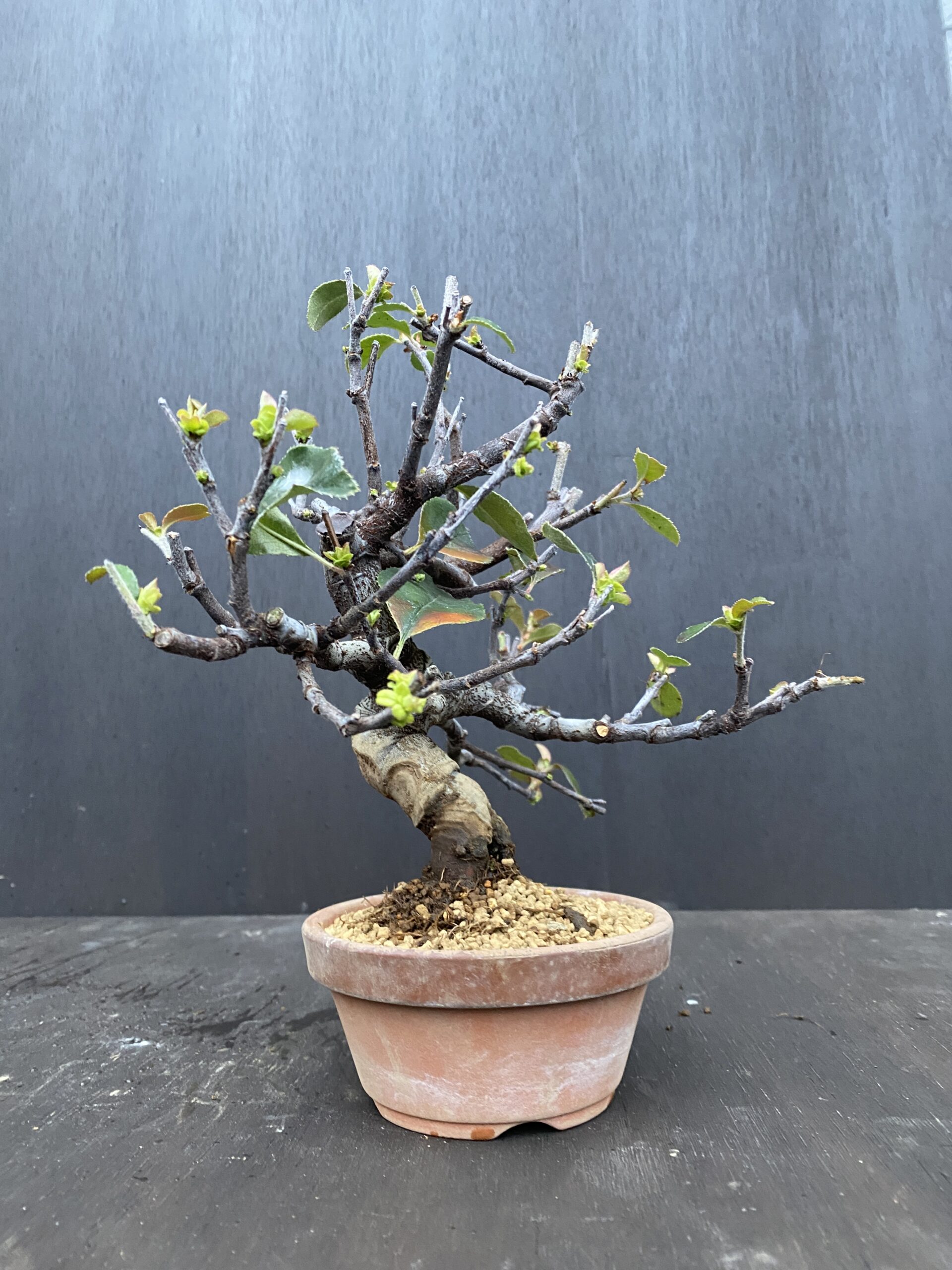 カリン 盆栽 【公式通販】