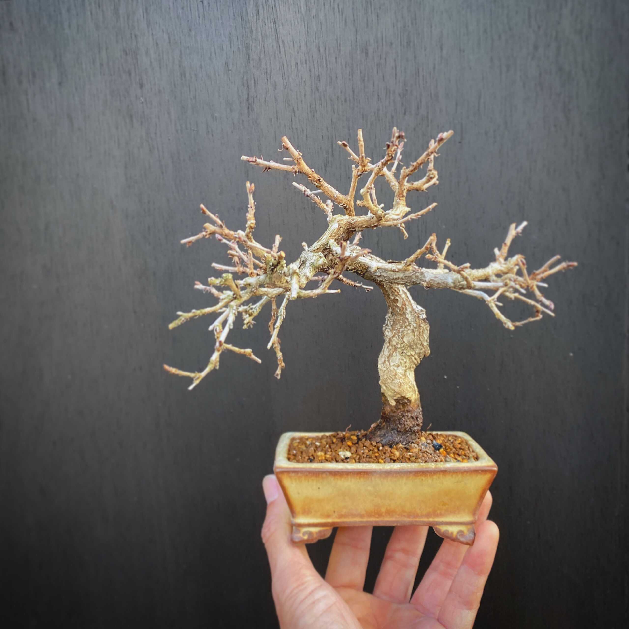 盆栽3月の作業つづき ~ひたすら植え替え偏~ | 趣味盆栽のブログ
