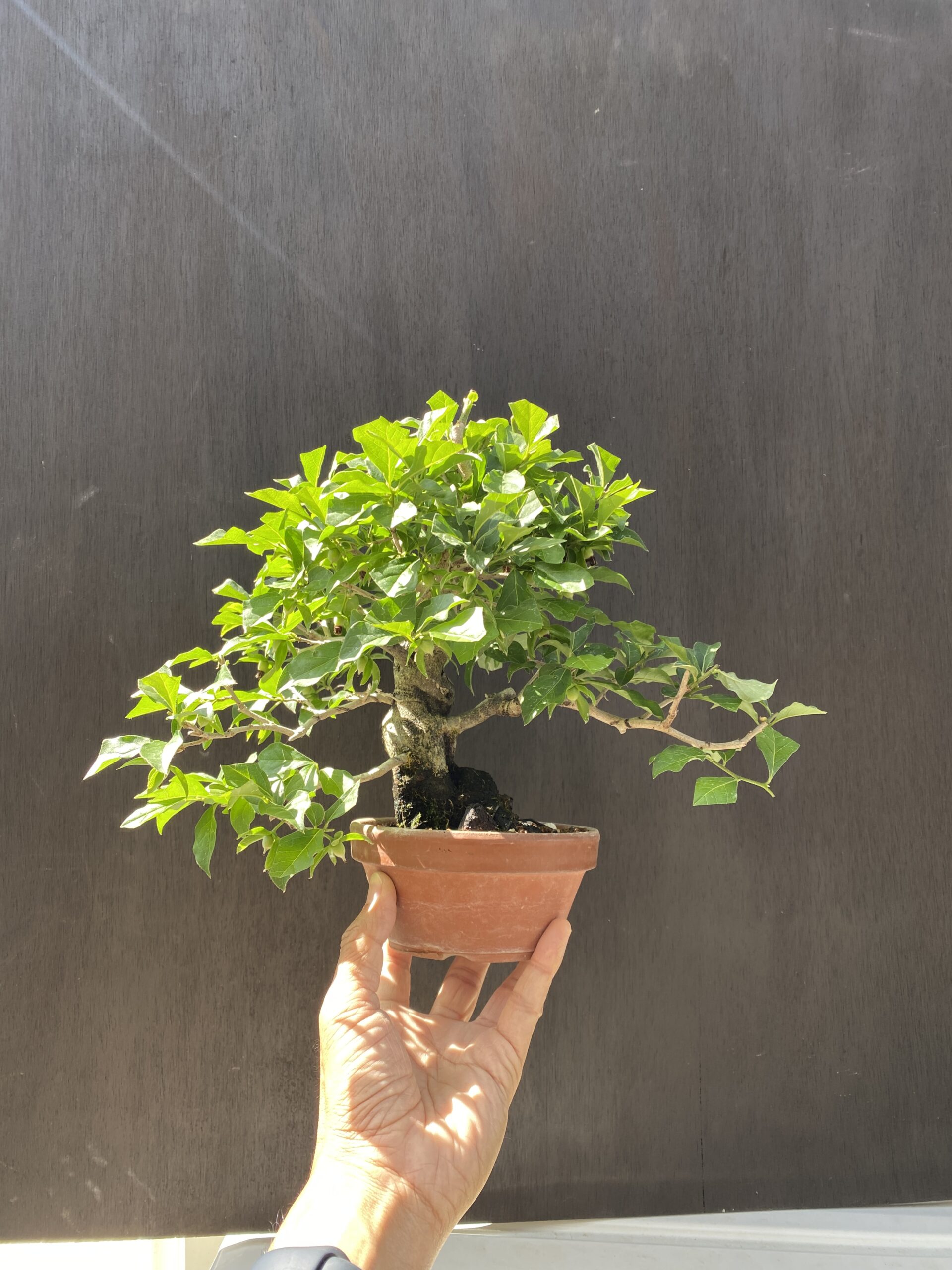 盆栽、5月の作業は？ | 趣味盆栽のブログ