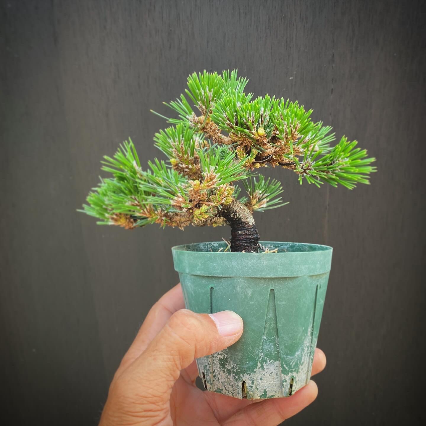 盆栽、6月の作業は？~千寿丸のお手入れ~ | 趣味盆栽のブログ