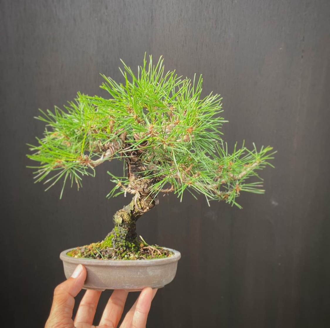 黒松小盆栽 2本 7-16-2 ミニ松 三点セットの盆栽を