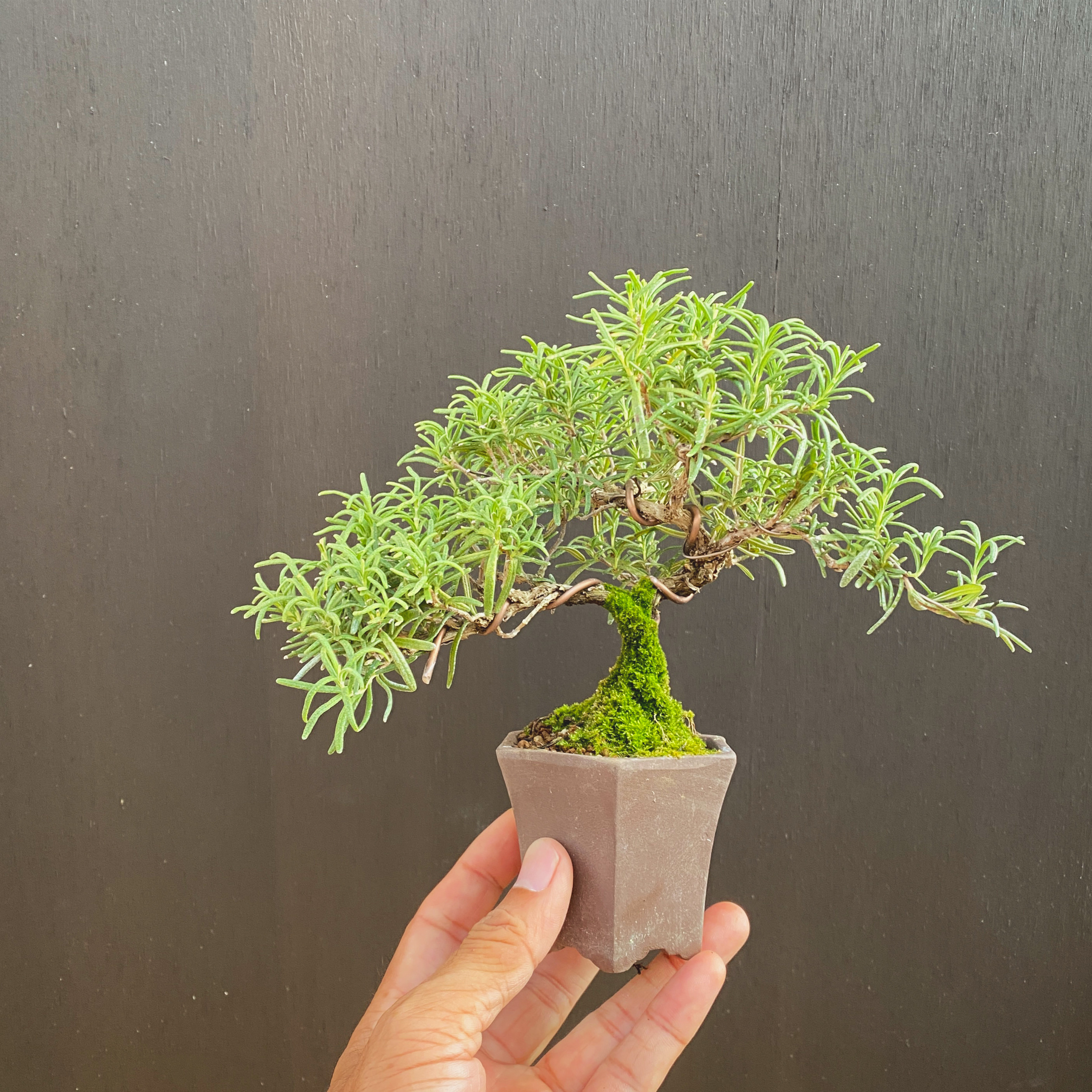 初心者向け】ローズマリー盆栽の育て方 | 趣味盆栽のブログ