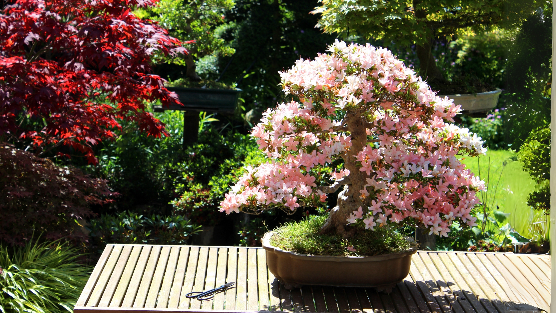 さつき盆栽【霧降り 】 青い鉢 花白とピンク さつき 苗 涼風/りょうふう・すずかぜ 4号ポット苗 : 苗木部 花