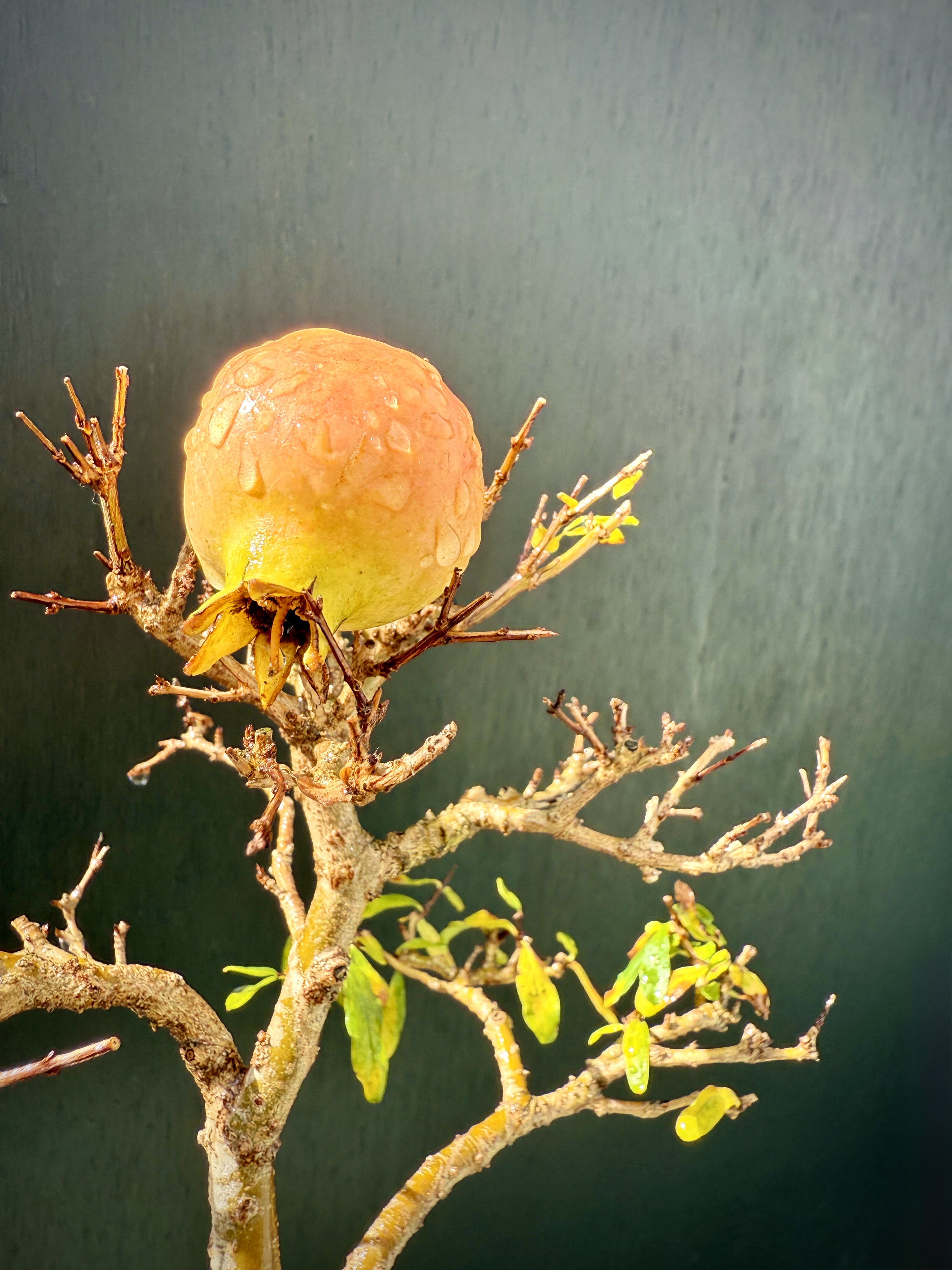 柘榴（ザクロ）の盆栽の育て方と実をつけるコツ | 趣味盆栽のブログ